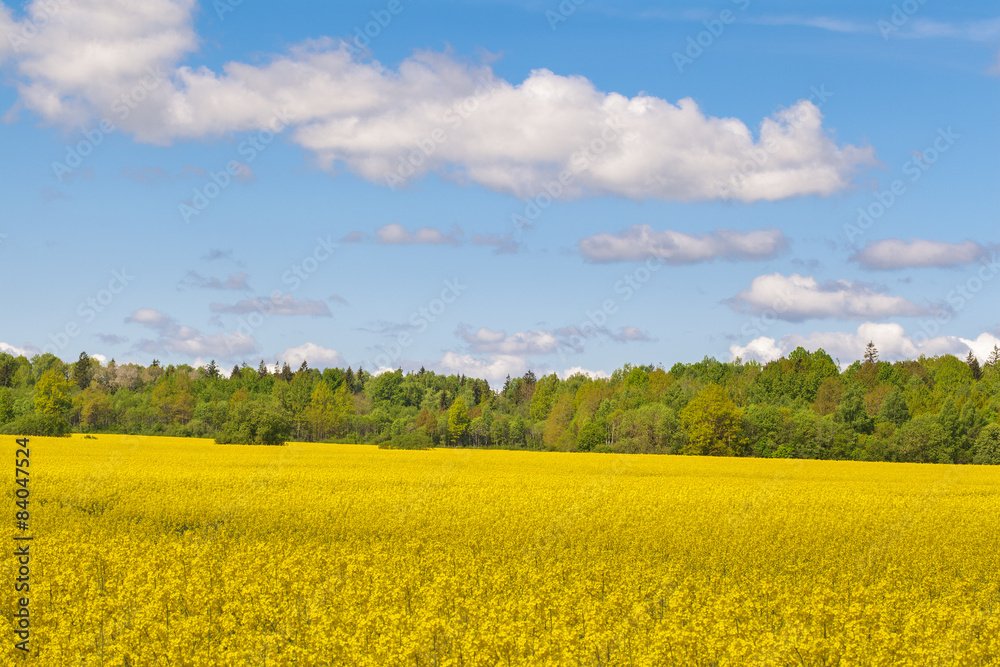 Landscape with the sky, the forest and rape field