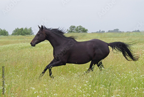 A dark-bay purebred mare galloping on a high grass