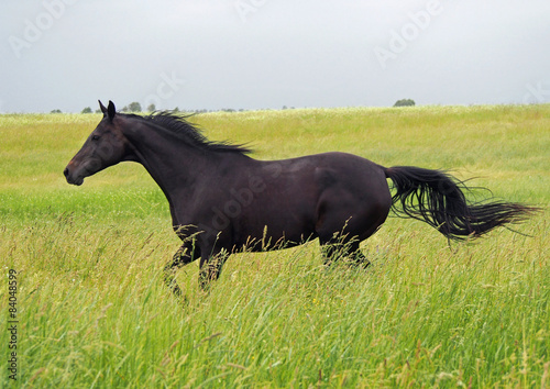 A dark-bay purebred horse galloping on a high grass