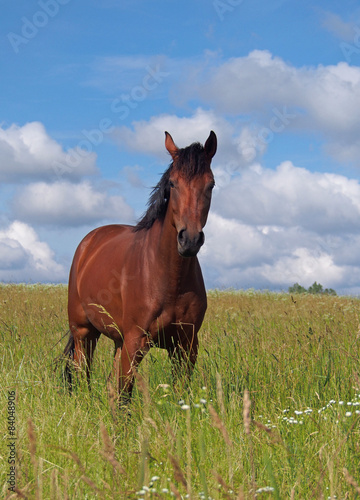 Portrait of young horse on a natural background