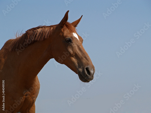 Portrait of chestnut horse  on a background blue sky © goldika