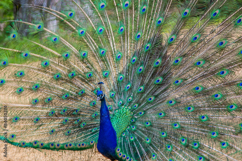 Fototapeta premium Beautiful peacock 
