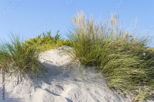 Coastal dune