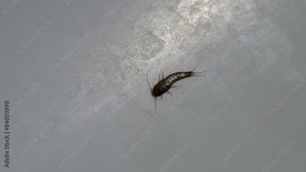 Silverfish home, Lepisma saccharina - in the bathroom in the bath
