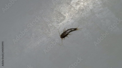Silverfish home, Lepisma saccharina - in the bathroom in the bath
