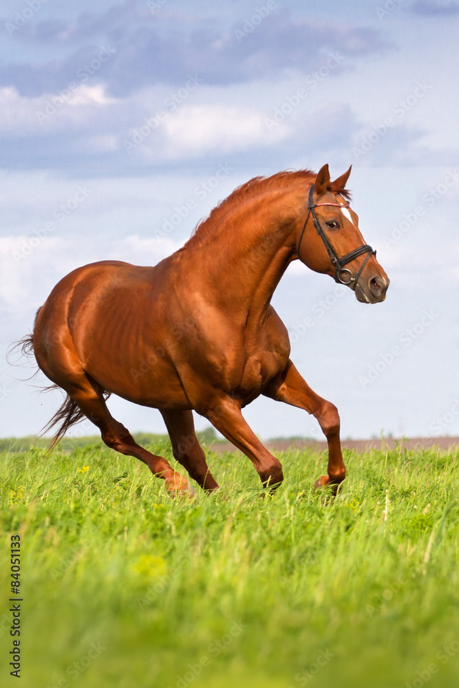 Fototapeta premium Red horse run gallop in the meadow