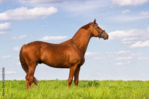 Exterior red stallion in green pasture © callipso88