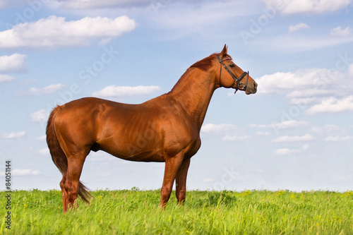 Exterior red stallion in green pasture