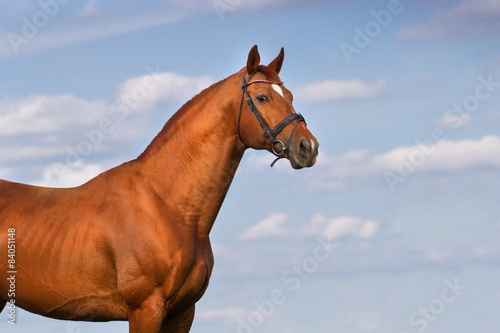Red stallion horse against beautiful blue sky