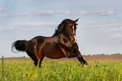 Bay stallion horse run gallop in the meadow
