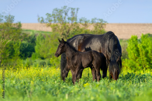Mare with colt in field with yellow flowers