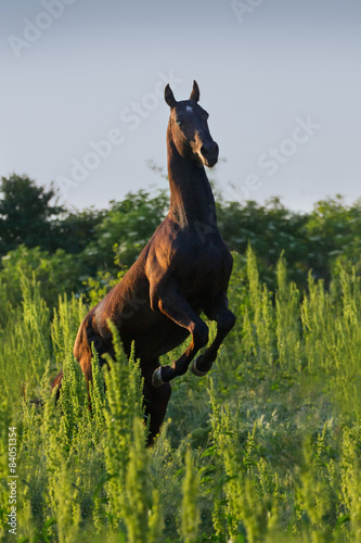 Black achal teke horse with blue eyes rearing up