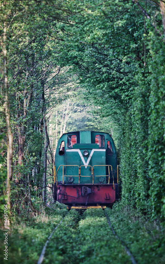 Natural tunnel of love formed by trees in Ukraine 