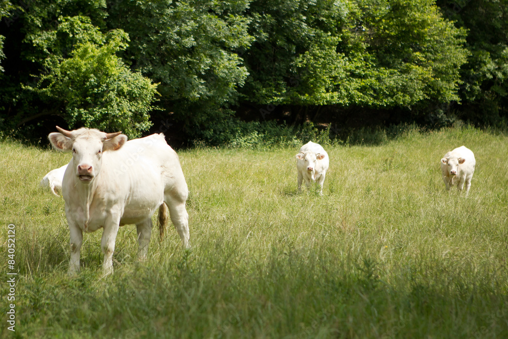 Fototapeta premium Vacas