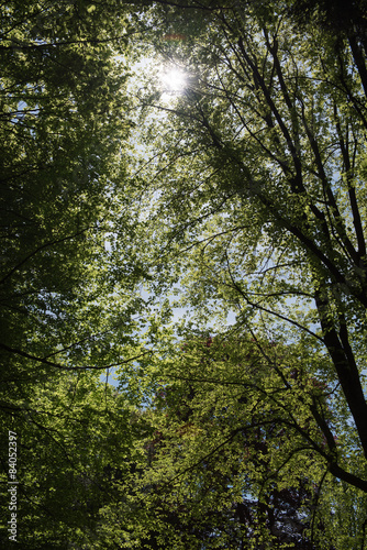 Blätter der Bäume im Gegenlicht