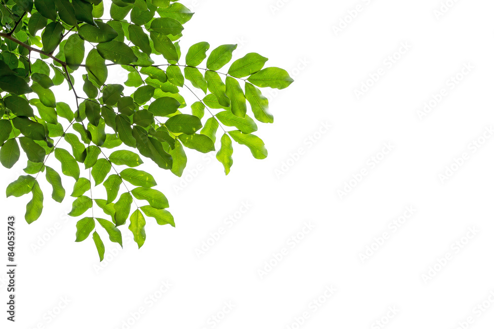 foreground from leaves on white foreground from leaves on white