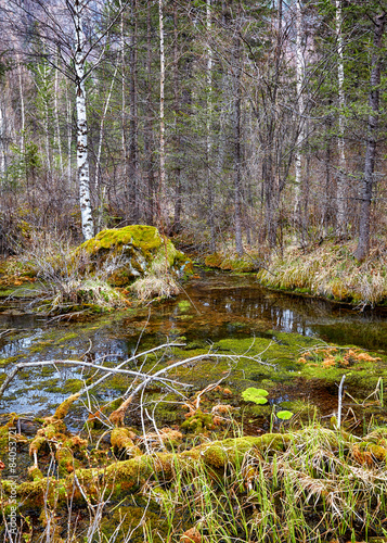 Fototapeta Naklejka Na Ścianę i Meble -  Swampy stream in Altay Taiga