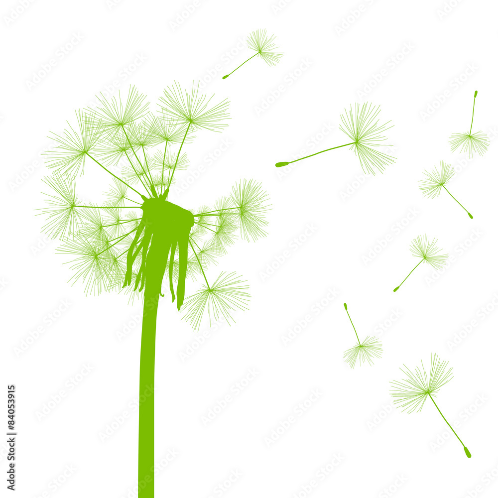 Dandelion seeds blowing away green ecology and time passing conc
