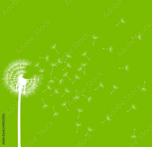 Dandelion seeds blowing away green ecology and time passing conc