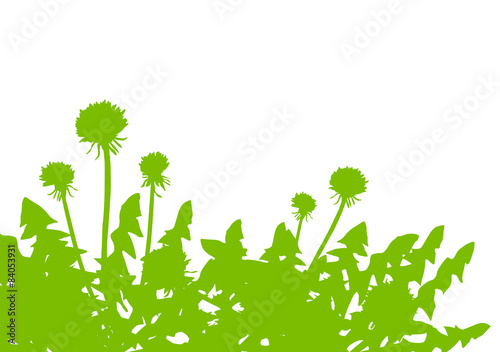 Fototapeta Naklejka Na Ścianę i Meble -  Dandelion green ecology concept field landscape background