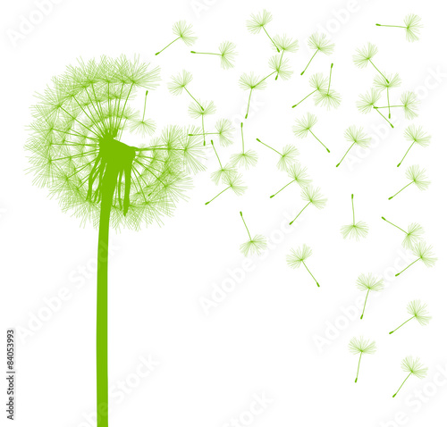 Dandelion seeds blowing away green ecology and time passing conc
