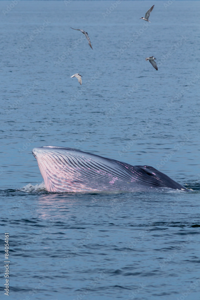 Obraz premium The Bryde's Whale.