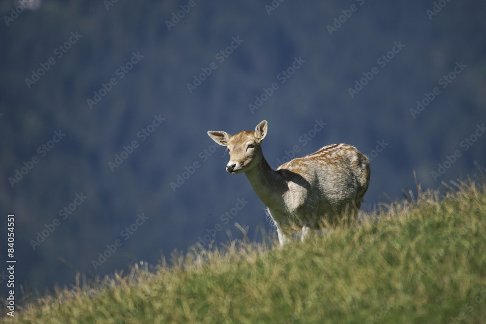 Hirschkalb