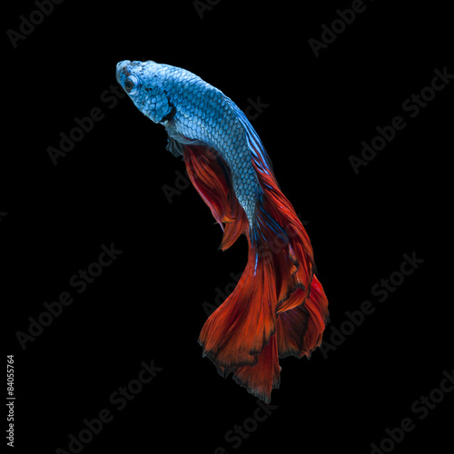 Capture the moving moment of red-blue siamese fighting fish