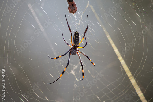 Golden orb spider sit on a web waiting for insects in morning su