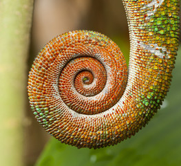 Handdoek met foto Kameleon Opgerolde kameleonstaart in detail  © Miloslav Doubrava