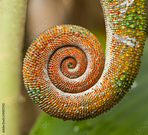 tail of chameleon