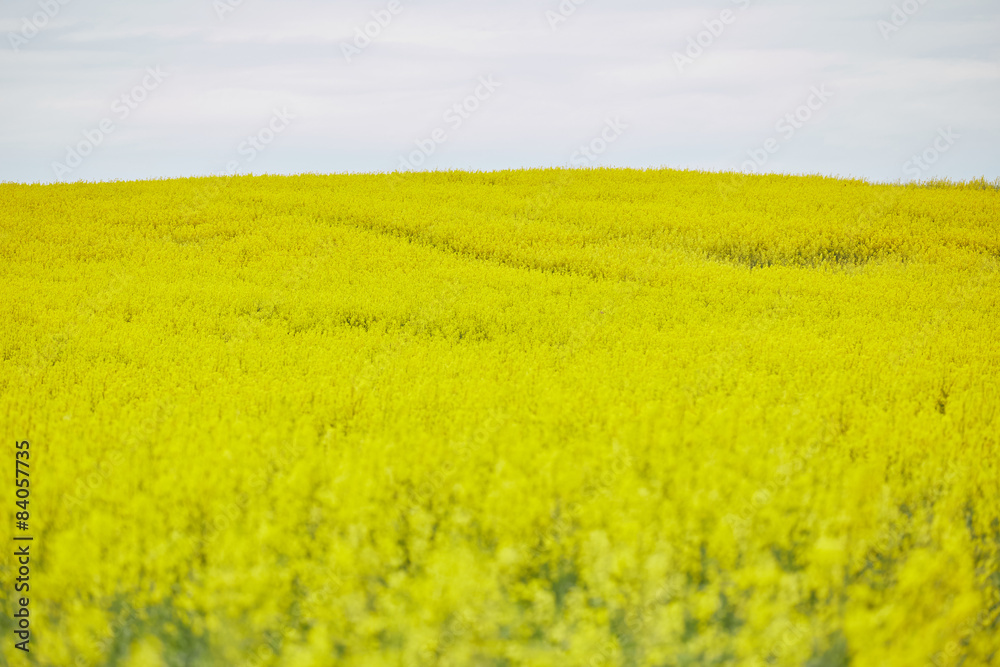 rapeseed field with yellow flowers