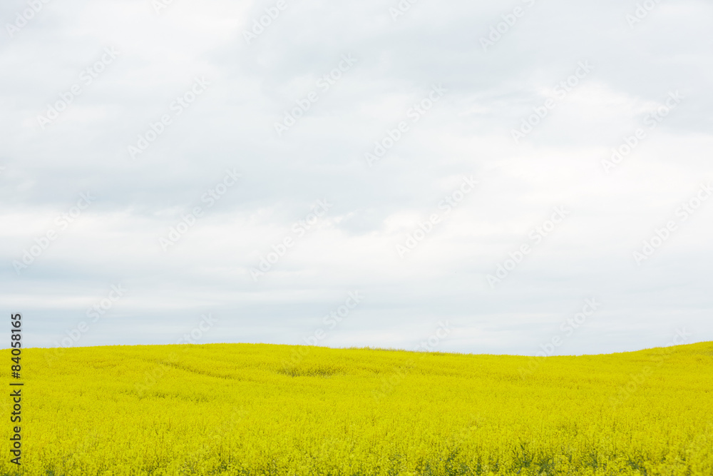 Fototapeta premium rapeseed field with yellow flowers