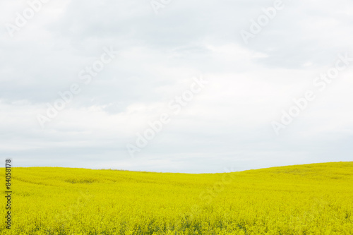 rapeseed field with yellow flowers