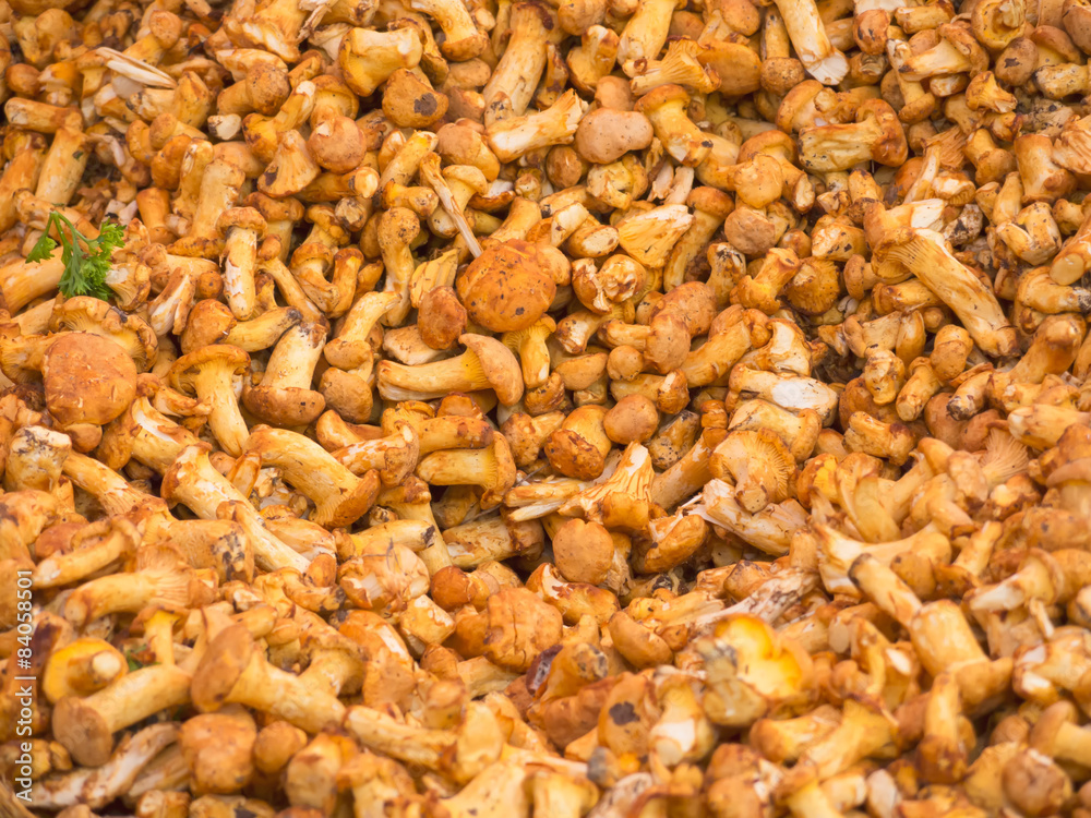 Speisepilz Speisepilz