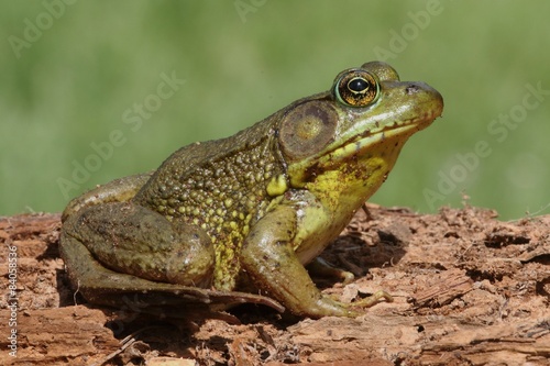 Green Frog (Rana clamitans) on a log