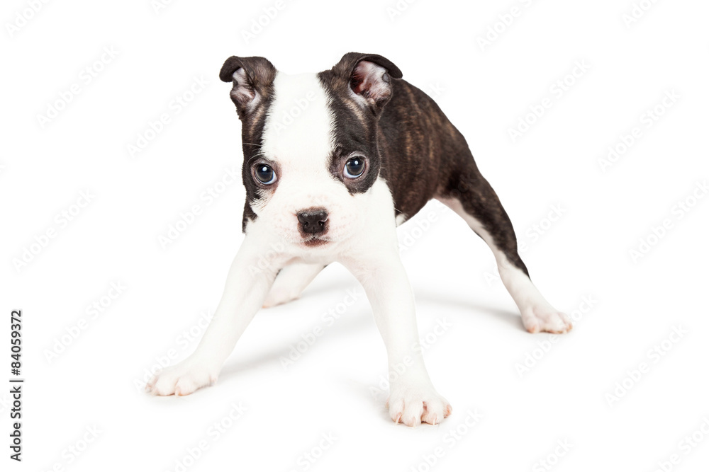 Boston Terrier Puppy Standing Legs Wide Boston Terrier Puppy Standing Legs Wide