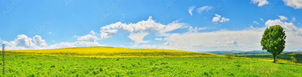 Obraz premium Panoramic view of spring field with green tree