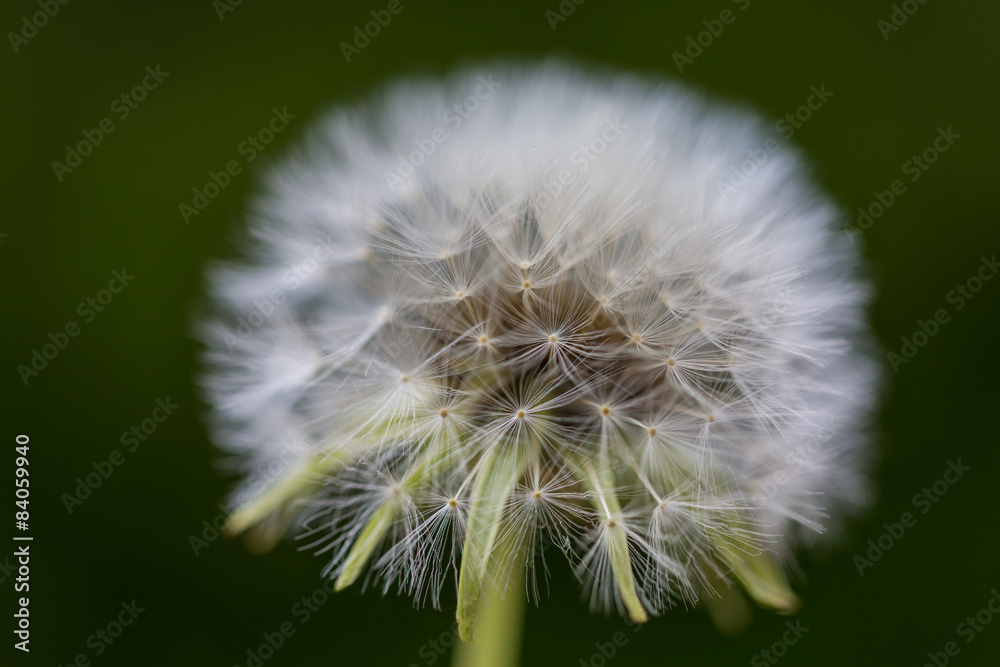 Fototapeta premium dandelion closeup