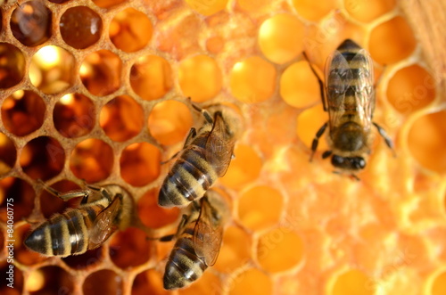 pszczoły na plastrze miodu © Darios