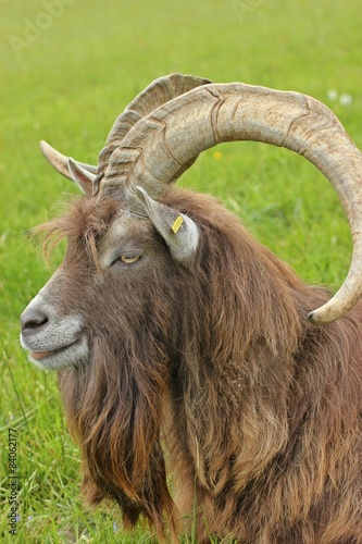 Thüringer Waldziegenbock