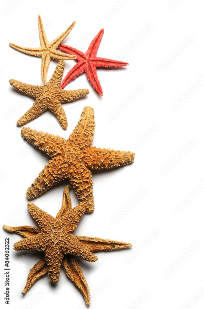 Estrellas de mar Starfish Étoile de mer Sea stars Stelle di mare Estrellas de mar Starfish Étoile de mer Sea stars Stelle di mare