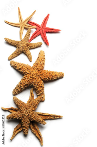 Estrellas de mar Starfish Étoile de mer Sea stars Stelle di mare