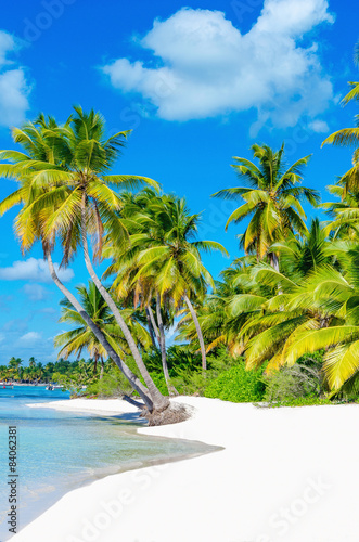 Fototapeta Naklejka Na Ścianę i Meble -  Caribbean beach with white sand and palm trees