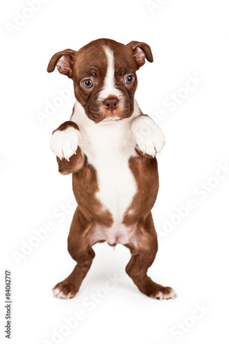 Little Boston Terrier Puppy Dog Begging