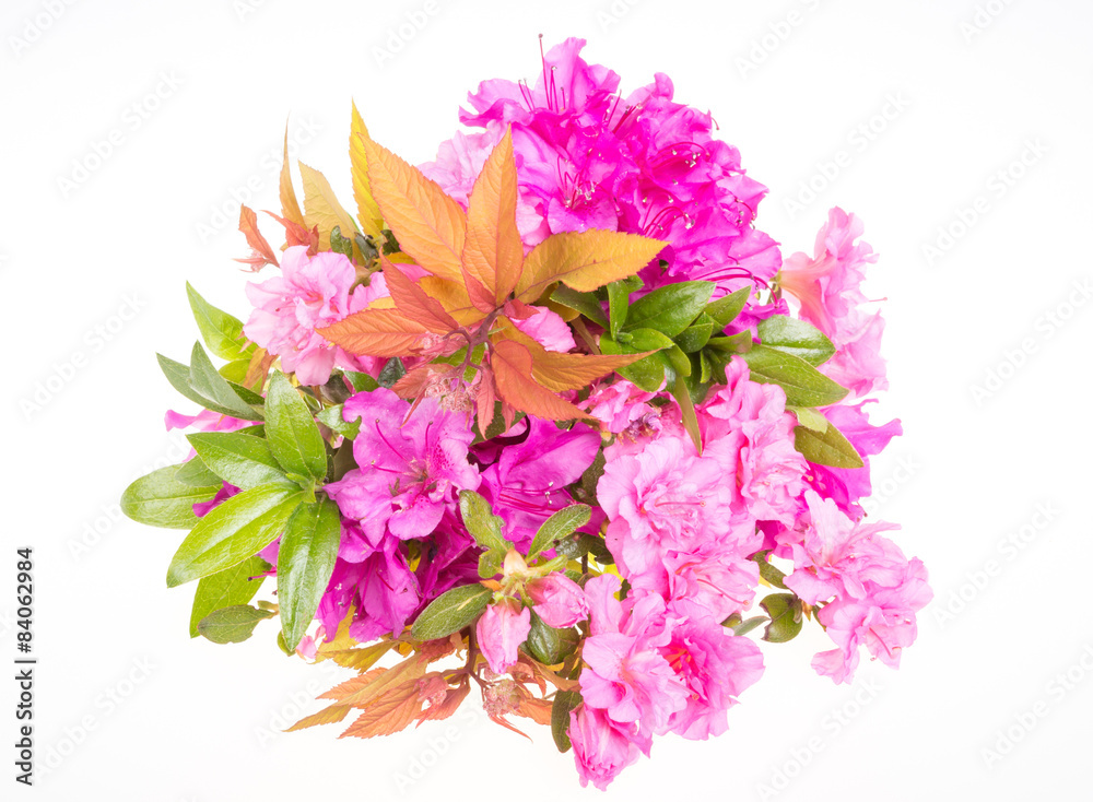 Flower bouquet with rhododendron flowers