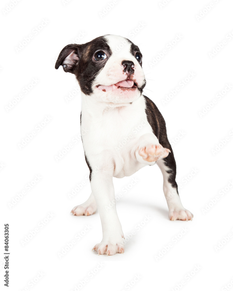 Playful and Happy Puppy Raising Paw Up