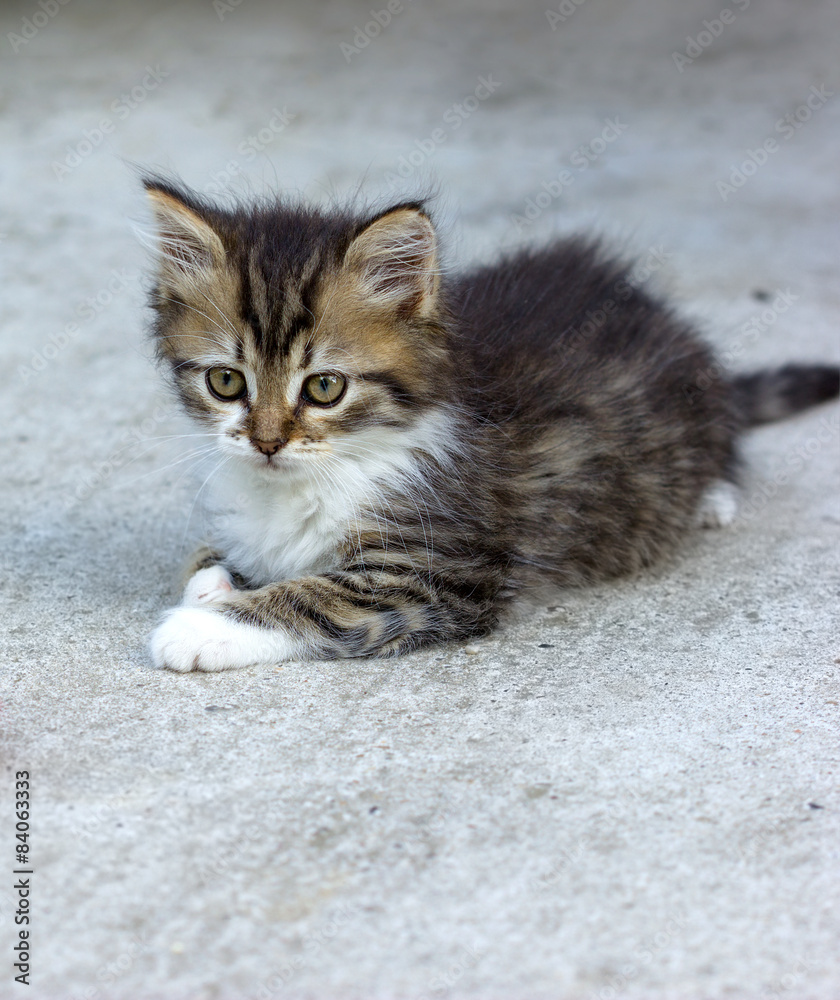 Cute kitten - Maine Coon Cute kitten - Maine Coon