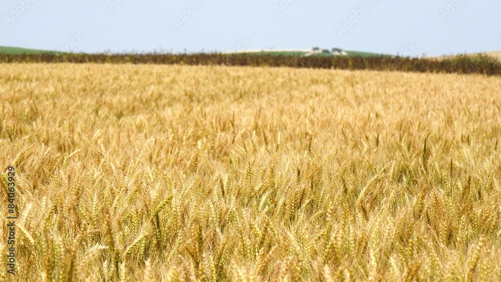 Harvest of ripe wheat and ready to pick (Barley, Rye)(4K) Harvest of ripe wheat and ready to pick (Barley, Rye)(4K)
