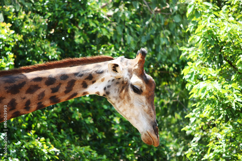 Giraffe, tall, trees, green, zoo, wildlife Giraffe, tall, trees, green, zoo, wildlife